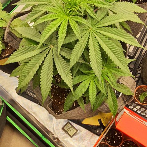 AMG growlog timeline photo