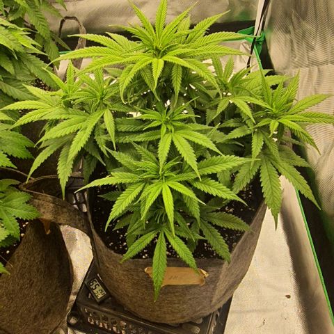 AMG growlog timeline photo