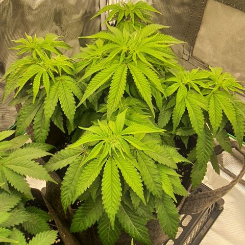 Royal Runtz growlog timeline photo