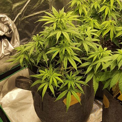 AMG growlog timeline photo