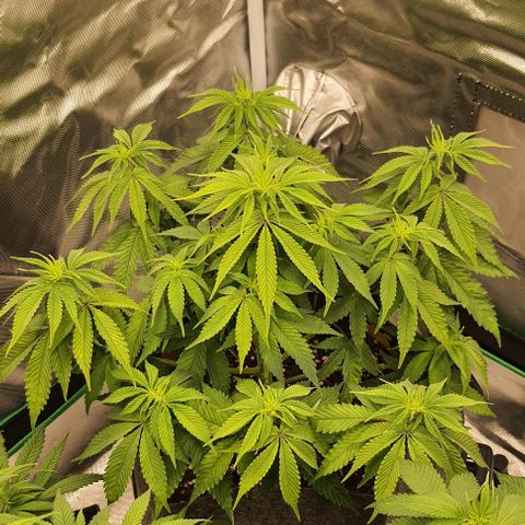 Royal Runtz growlog timeline photo
