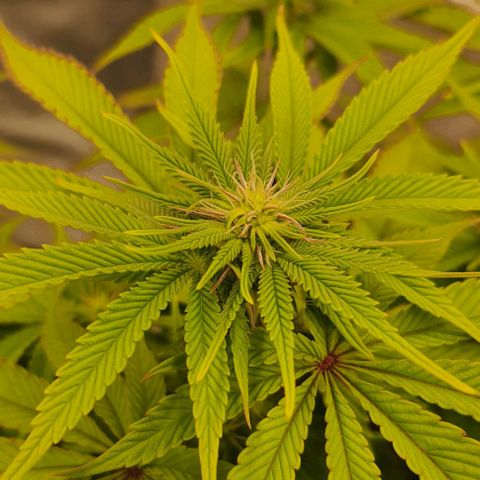 Royal Runtz growlog timeline photo