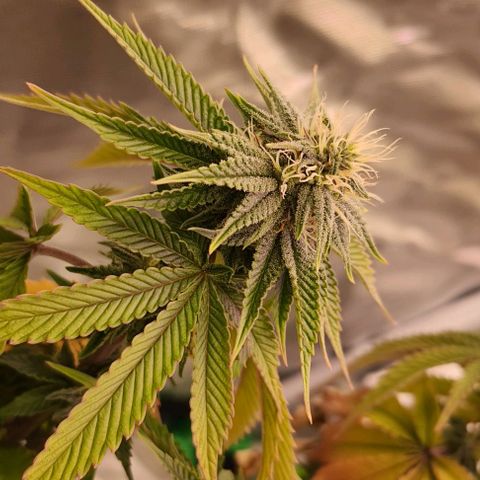 Royal Runtz growlog timeline photo