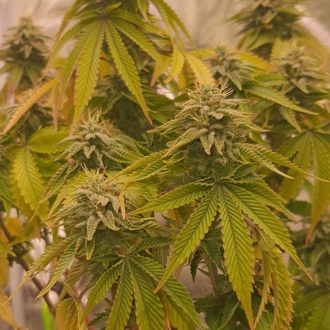 Royal Runtz growlog timeline photo
