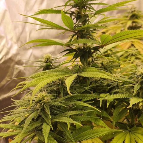 AMG growlog timeline photo