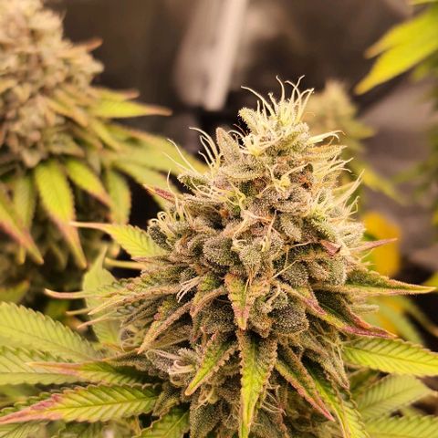 Royal Runtz growlog timeline photo