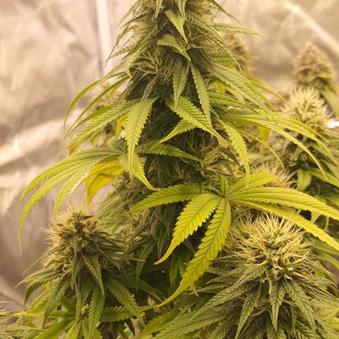 AMG growlog timeline photo