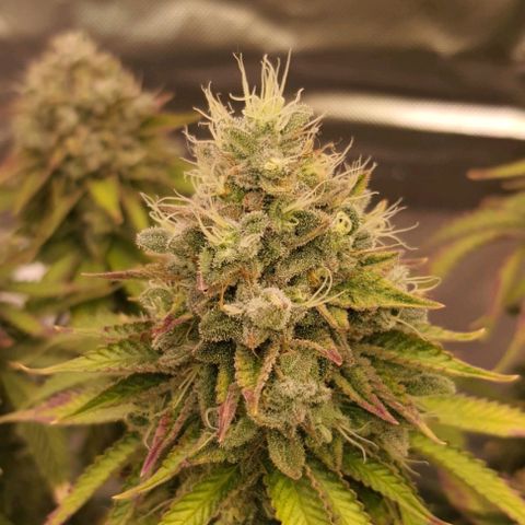Royal Runtz growlog timeline photo