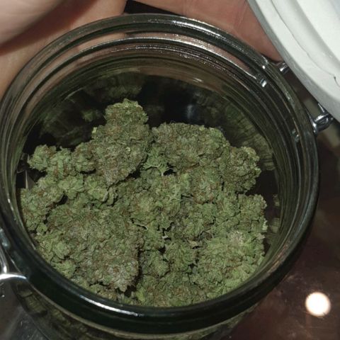 Royal Runtz growlog timeline photo