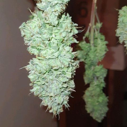 Royal Runtz growlog timeline photo