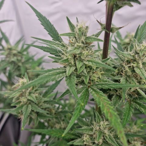 Grapefruit Auto  growlog timeline photo