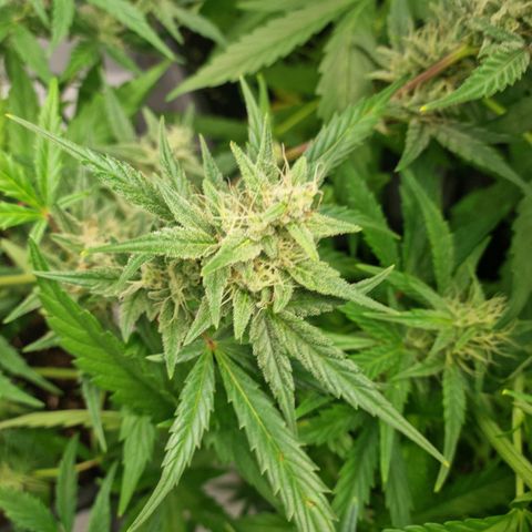 Grapefruit Auto  growlog timeline photo