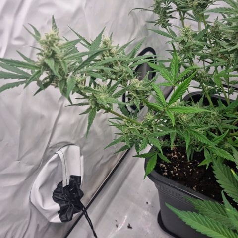 Grapefruit Auto  growlog timeline photo