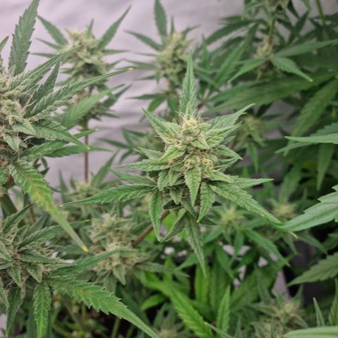 Grapefruit Auto  growlog timeline photo