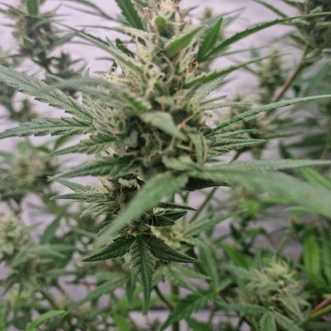 Grapefruit Auto  growlog timeline photo