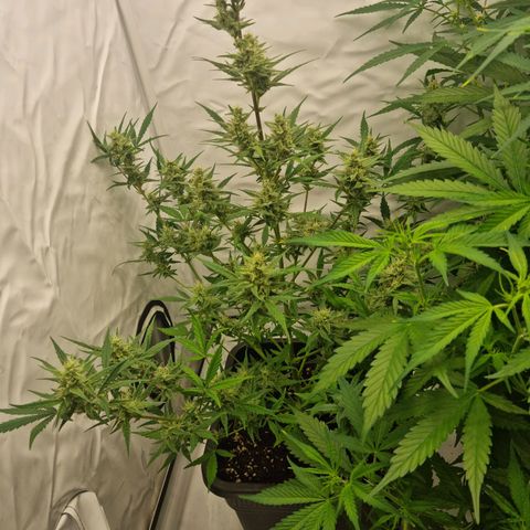 Grapefruit Auto  growlog timeline photo