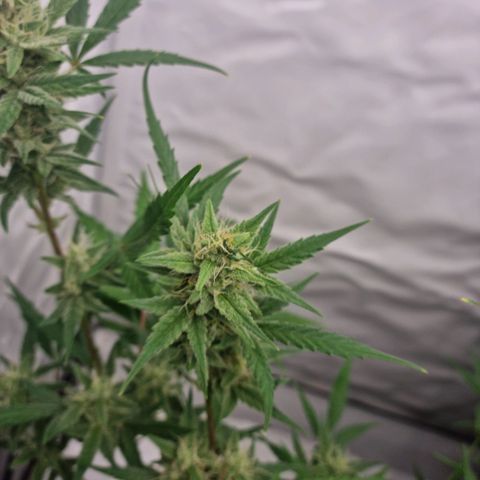 Grapefruit Auto  growlog timeline photo
