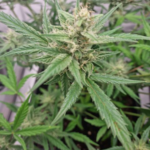 Grapefruit Auto  growlog timeline photo