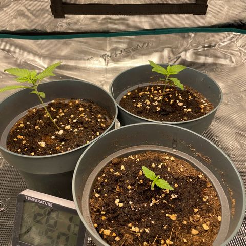 Black Domina growlog timeline photo