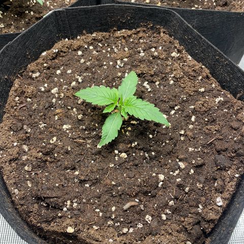 Black Domina growlog timeline photo