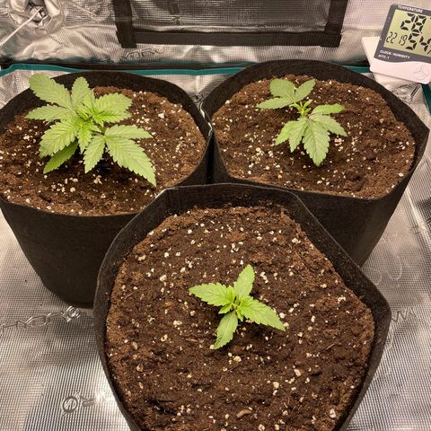 Black Domina growlog timeline photo