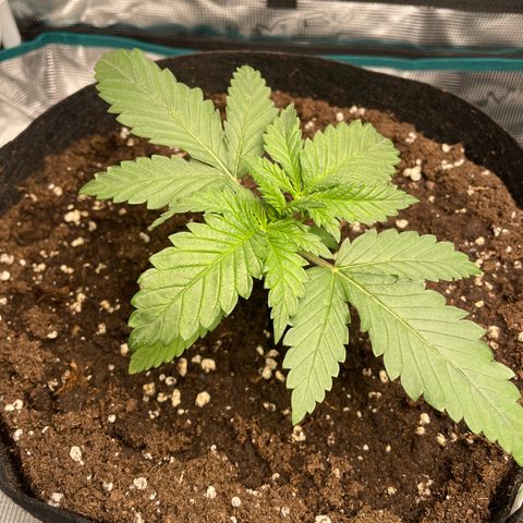 Black Domina growlog timeline photo