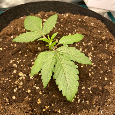 Black Domina growlog timeline photo