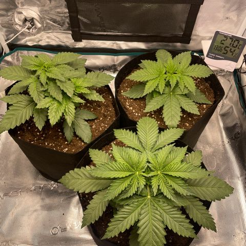 Black Domina growlog timeline photo