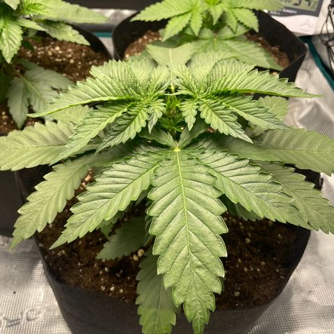 Black Domina growlog timeline photo
