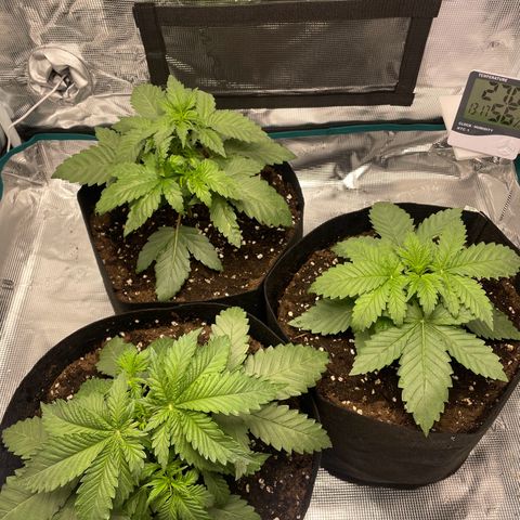 Black Domina growlog timeline photo