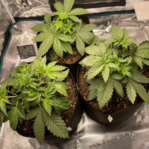 Black Domina growlog timeline photo