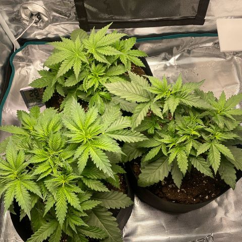 Black Domina growlog timeline photo