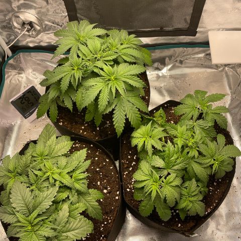 Black Domina growlog timeline photo