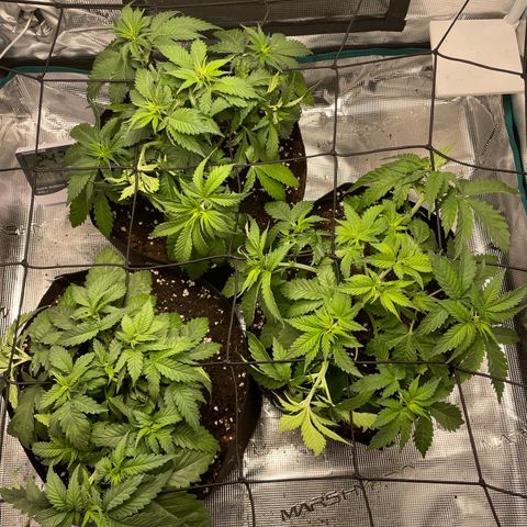 Black Domina growlog timeline photo