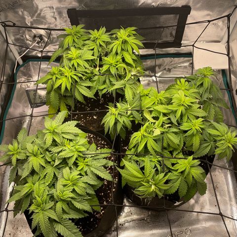 Black Domina growlog timeline photo