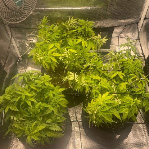 Black Domina growlog timeline photo