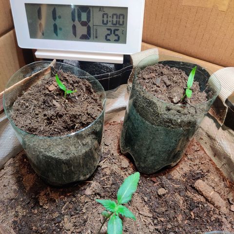 Veronique growlog photo: Deuxième noeud en super forme
Les cotylédons ne sont plus utile a la plante, ils vont tombés.
La tige se renforce grâce au ventilo, elle devient plus épaisse 
