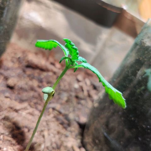 Veronique growlog photo: Deuxième noeud en super forme
Les cotylédons ne sont plus utile a la plante, ils vont tombés.
La tige se renforce grâce au ventilo, elle devient plus épaisse 