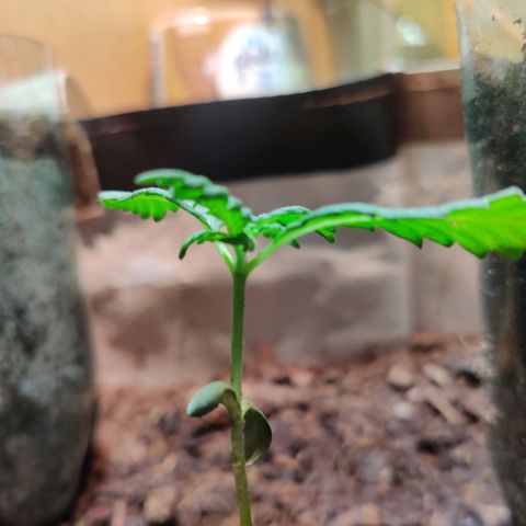Veronique growlog photo: Deuxième noeud en super forme
Les cotylédons ne sont plus utile a la plante, ils vont tombés.
La tige se renforce grâce au ventilo, elle devient plus épaisse 