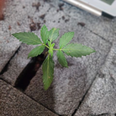 Veronique growlog timeline photo