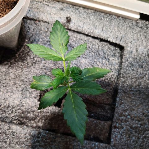 Veronique growlog timeline photo