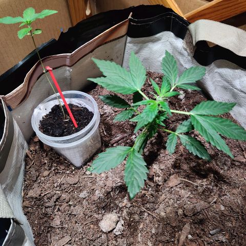 Veronique growlog timeline photo