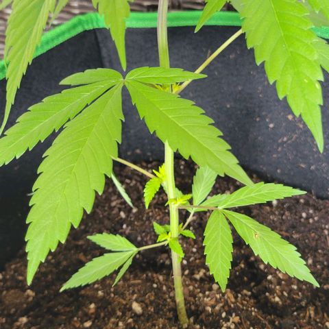 Sky OG. growlog timeline photo