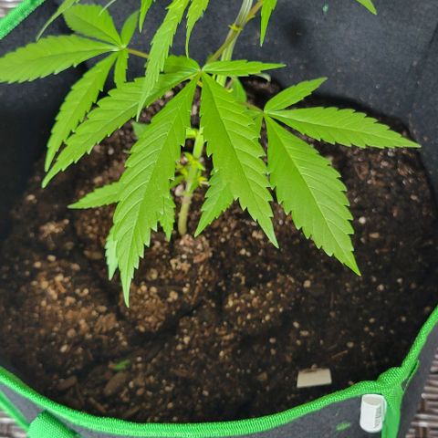 Sky OG. growlog timeline photo