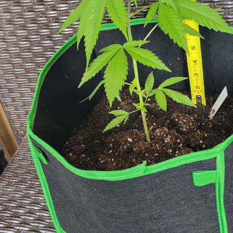 Sky OG. growlog timeline photo