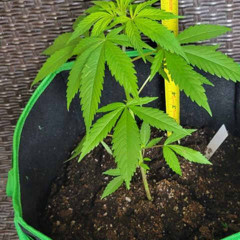 Sky OG. growlog timeline photo