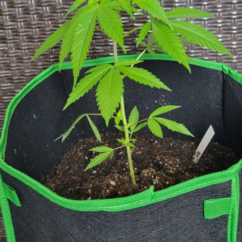 Sky OG. growlog timeline photo