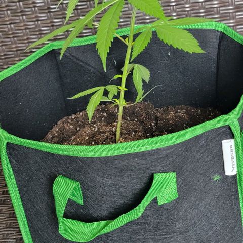Sky OG. growlog timeline photo