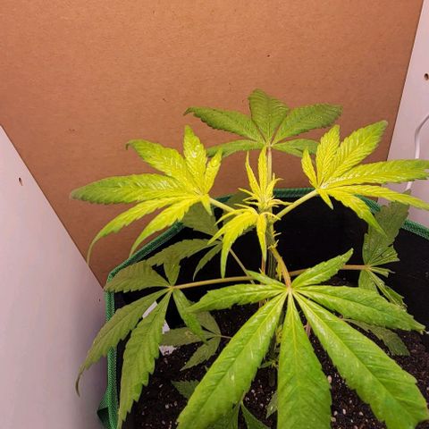 Sky OG. growlog timeline photo