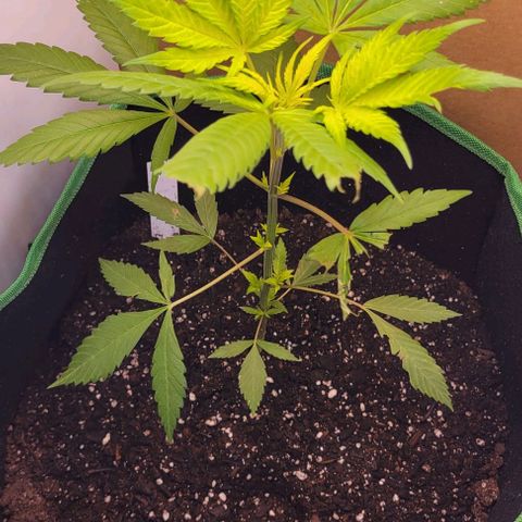 Sky OG. growlog photo: Yesterday since I got my grow lights, I had my plant under the light for about 3-4 hours then complete darkness overnight. This will be the start of the 16/8 light cycle. This morning right before leaving work, turned them on and just as I'm getting gome at 5pm so far with 13 hours of the grow lights the plant is literally jumping of joy! Look how high those top leaves are reaching compared to yesterday! Light implementation, water mist, and soil was moisten as well and the plant is looking so much better already. Now to install the mylar that finally arrived. 